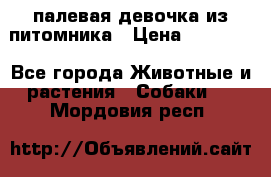 палевая девочка из питомника › Цена ­ 40 000 - Все города Животные и растения » Собаки   . Мордовия респ.